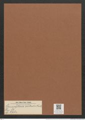 Climacosphenia australis Kuetz. (de-Toni-Nr.: Genus 87, Species 2984) Zeichnungen Sammlung Grunow Mappe 03180 (Herbarium_W_Grunow_drawings_Folder_03180)